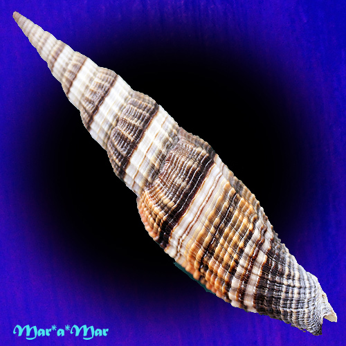 Vexillum citrinum (Gmelin, 1791)