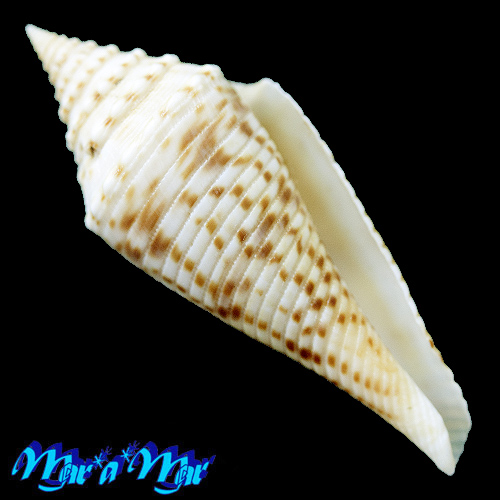 Conus eloskimenos (Kilburn, 1975)