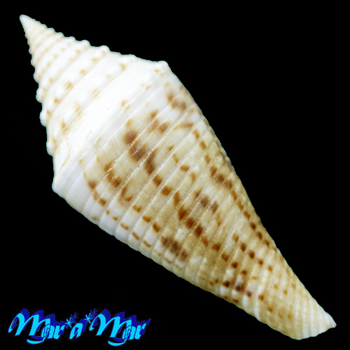 Alternative view of Conus eloskimenos (Kilburn, 1975)