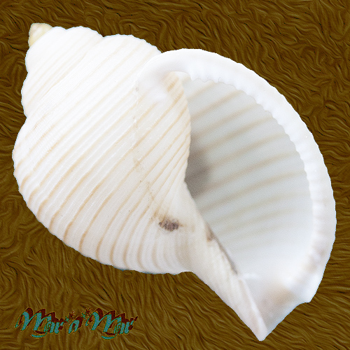 Eudolium bairdii (A. E. Verrill & S. Smith, 1881)