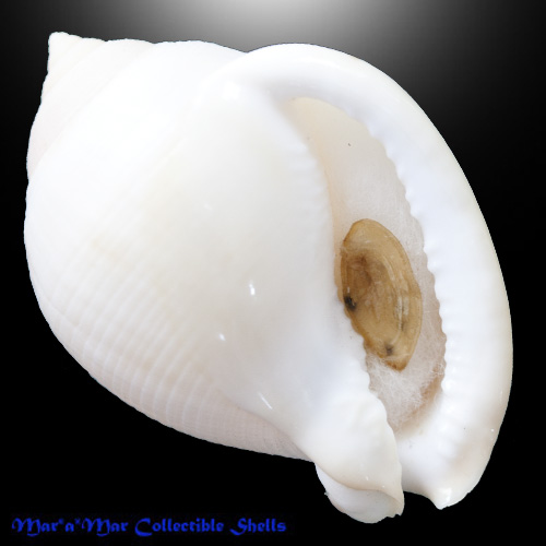 Semicassis craticulata (Euthyme, 18850)