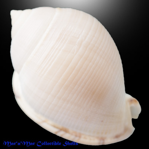 Alternative view of Semicassis craticulata (Euthyme, 18850)