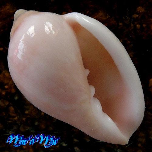 Marginella glabella (Linnaeus, 1758)