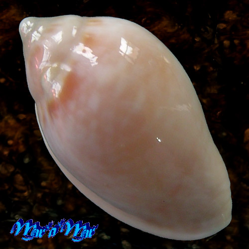 Alternative view of Marginella glabella (Linnaeus, 1758)