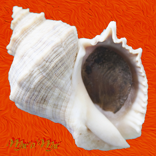 Thais lacera (Thaisella) (Born, 1778)