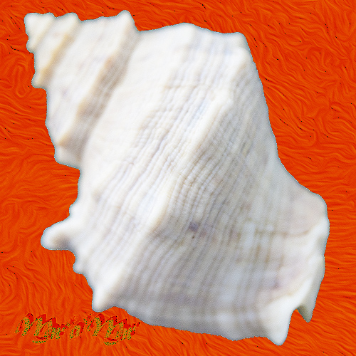 Alternative view of Thais lacera (Thaisella) (Born, 1778)