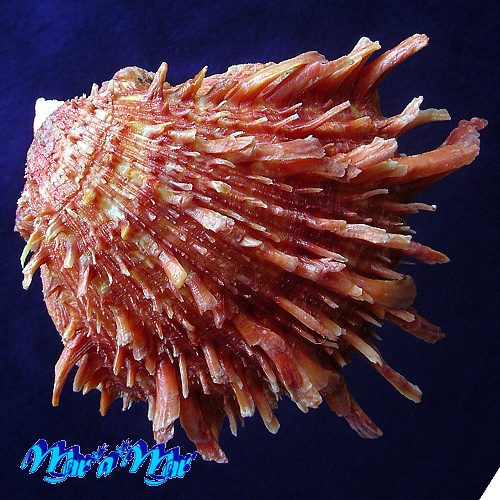 Spondylus ictericus Reeve, 1856