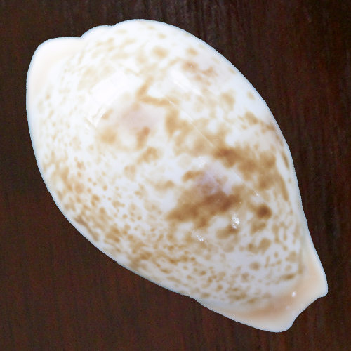 Cypraea achatidea (form mauritania?) Schilder, 1930