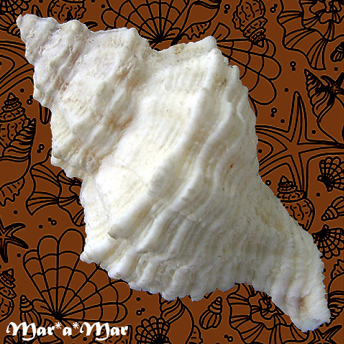 Alternative view of Lataxiena habropenus Houart, R., 1999