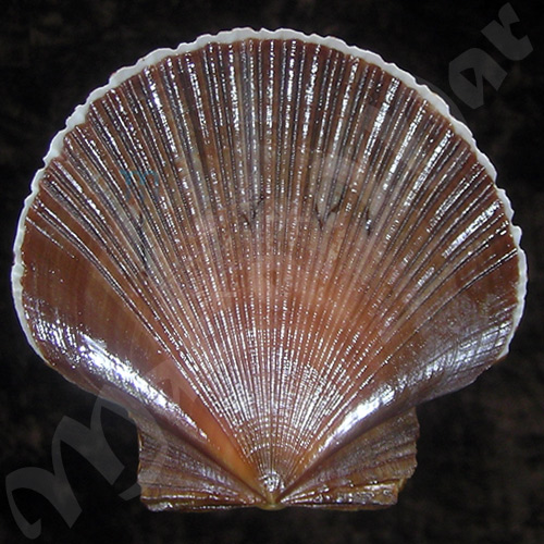 Pecten ziczac (Linnaeus, 1758)