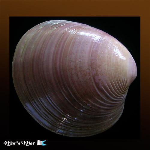 Amiantis purpuratus (Lamarck, 1818)*