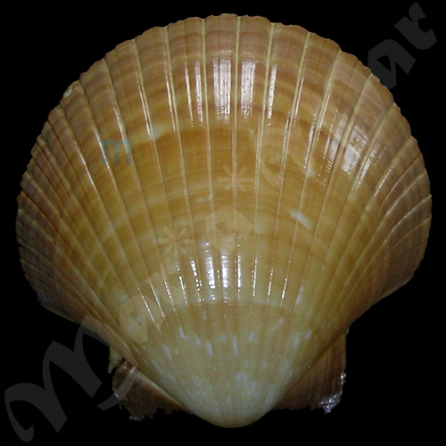 Pecten ziczac (Linnaeus, 1758) - Image 2