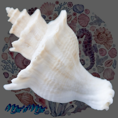 Alternative view of Babelomurex helenae (Azuma, 1973)