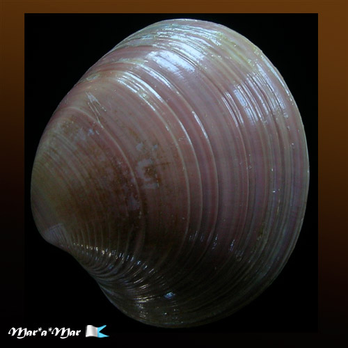 Amiantis purpuratus (Lamarck, 1818)* - Imagem 2