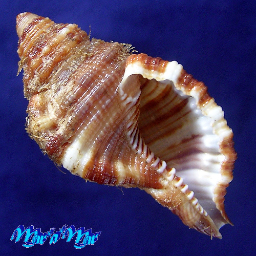 Monoplex martinianus Orbigny, 1845