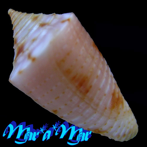 Conus aff. marinae Petuch & Myers, 2014 - Image 2