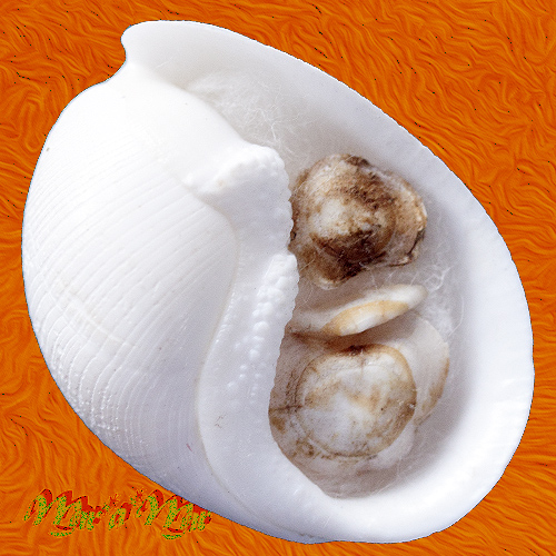 Bucconia centa Okutani, 1987