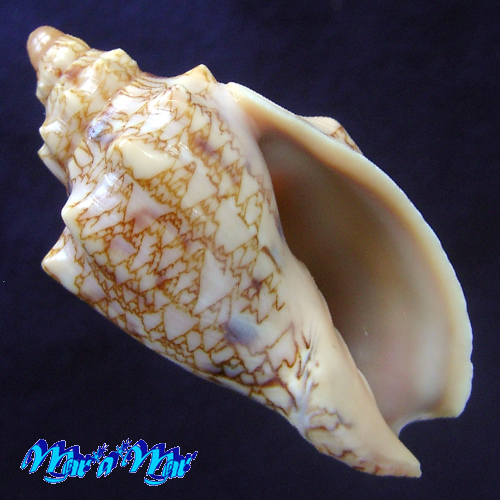 Alternative view of Odontocymbiola americana (Reeve, 1846)