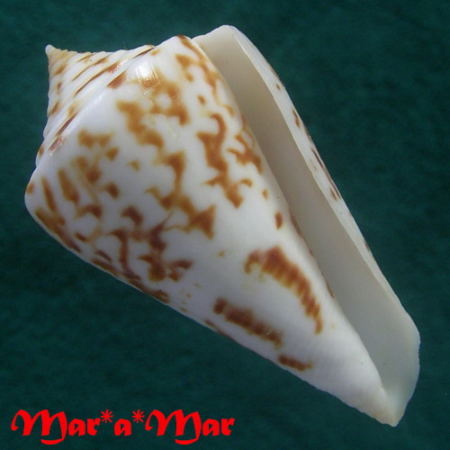 Conus clerii Reeve, 1844