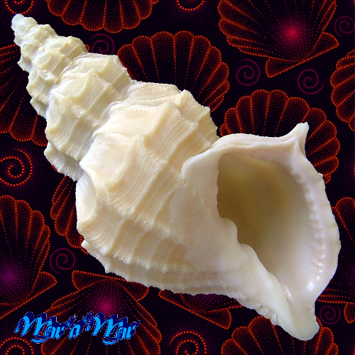 Cancellaria lyrata (Brocchi, 1814)