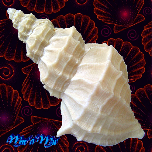 Alternative view of Cancellaria lyrata (Brocchi, 1814)