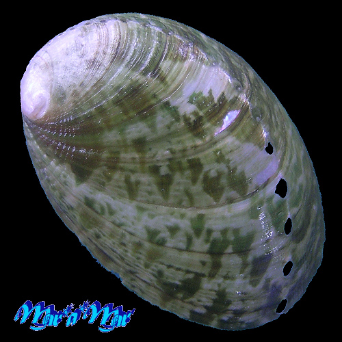 Haliotis glabra Gmelin, 1791