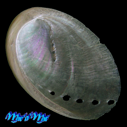 Alternative view of Haliotis glabra Gmelin, 1791