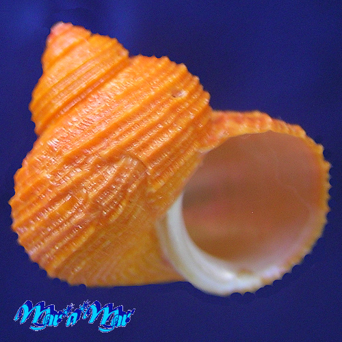 Turbo heisei Prado, 1999