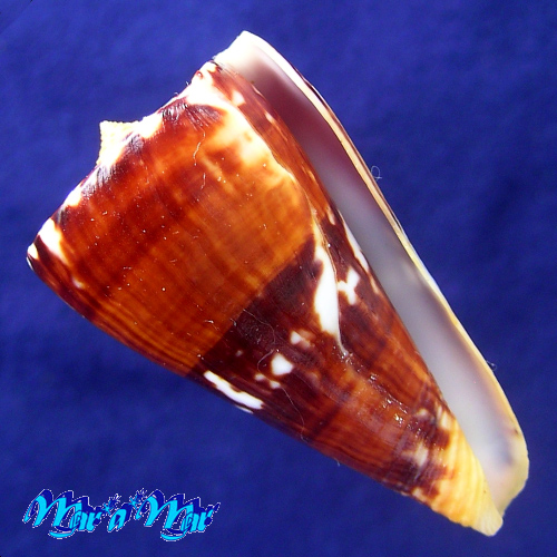 Conus riosi Petuch, 1986