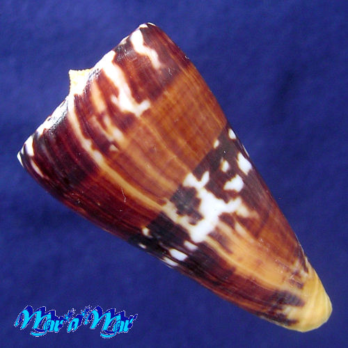 Alternative view of Conus riosi Petuch, 1986