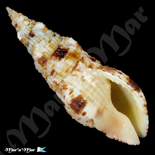 Colubraria muricata (Lightfoot, 1786)