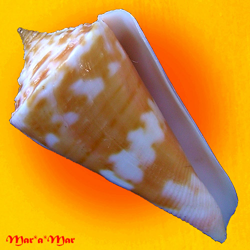 Conus carioca Petuch, 1986