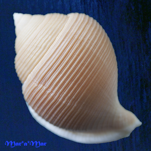 Alternative view of Galeodea keyteri (Kilburn, 1975)