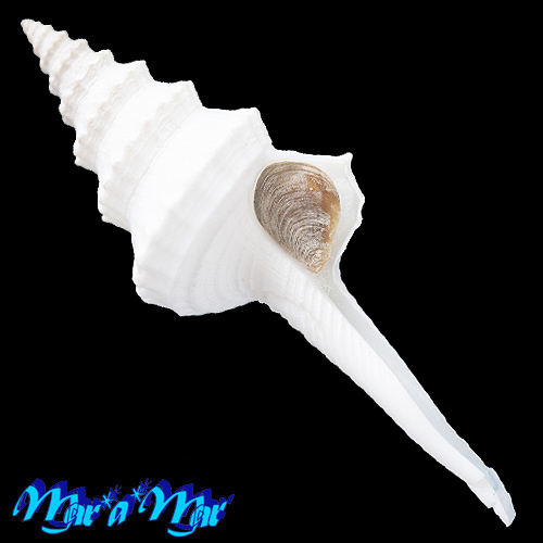 Coluzea cf. eastwoodae (Columbarium) (Kilburn, 1971)