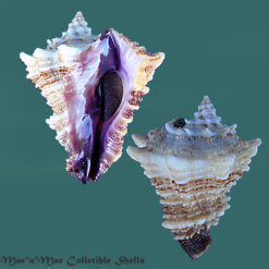 Vasum cassiforme (Kiener, 1841)