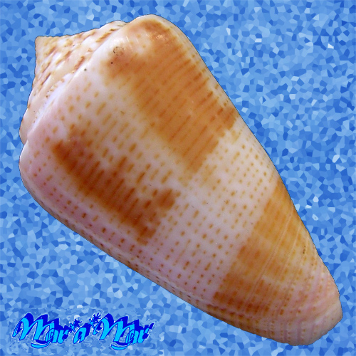Alternative view of Conus ericmonnieri Petuch & Myers, 2014