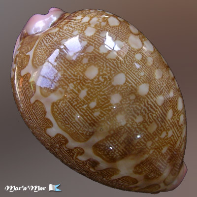 Cypraea mappa viridis f. guamensis Kenyon, 1902