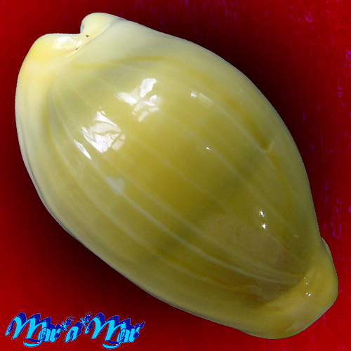 Cypraea (Monetaria) moneta Linnaeus, 1758