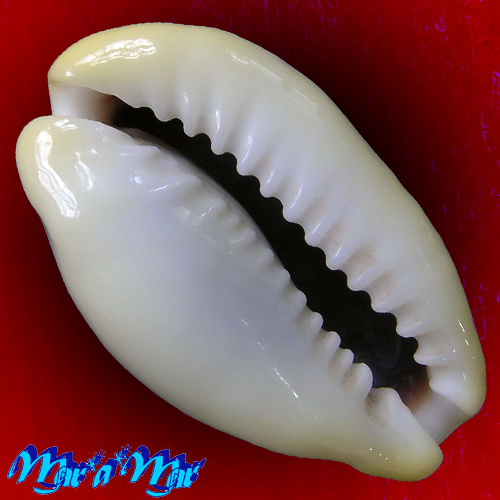 Alternative view of Cypraea (Monetaria) moneta Linnaeus, 1758