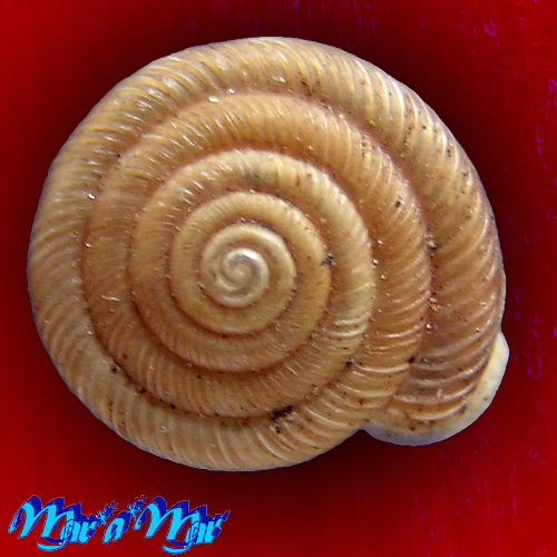 Polygyra plana bahamensis Vanatta, 1919