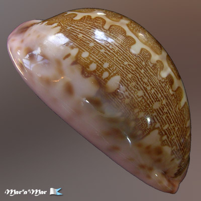 Alternative view of Cypraea mappa viridis f. guamensis Kenyon, 1902