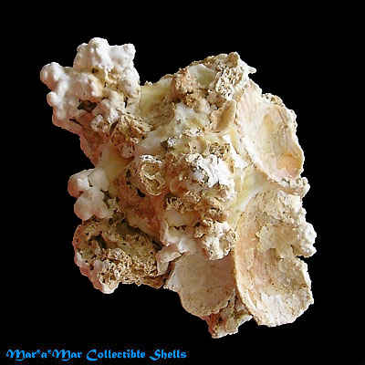 Xenophora conchyliophora (Born, 1780)