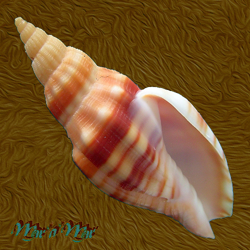 Callipara (Simililyria) aikeni kosibayensis Veldsman, V., 2012