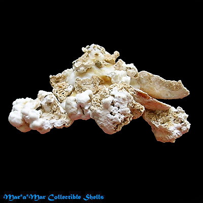 Xenophora conchyliophora (Born, 1780) - Imagem 2