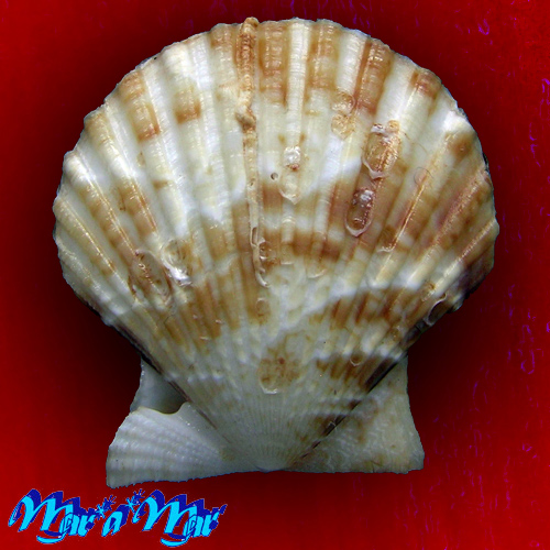 Alternative view of Chlamys fultoni (G. B. Sowerby III, 1904)