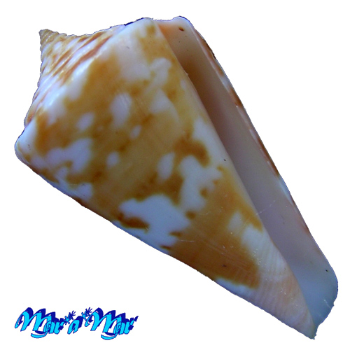 Conus carioca Petuch, 1986