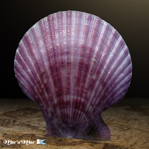 Mimachlamys sanguinea (Linnaeus, 1758)