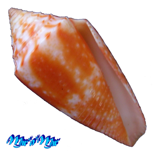 Conus ericmonnieri Petuch & Myers, 2014