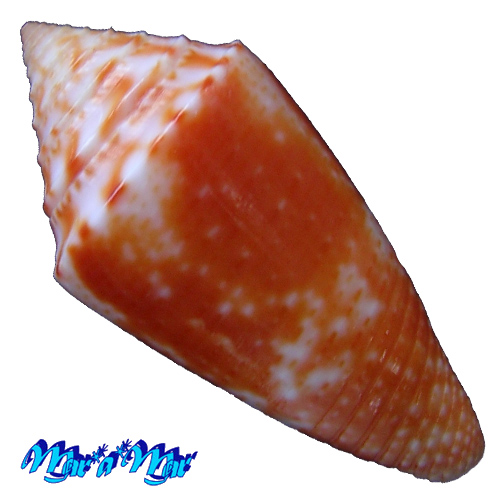 Alternative view of Conus ericmonnieri Petuch & Myers, 2014