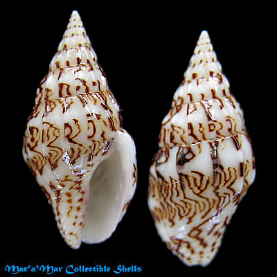 Anachis terpsichore (Lamarck, 1822)